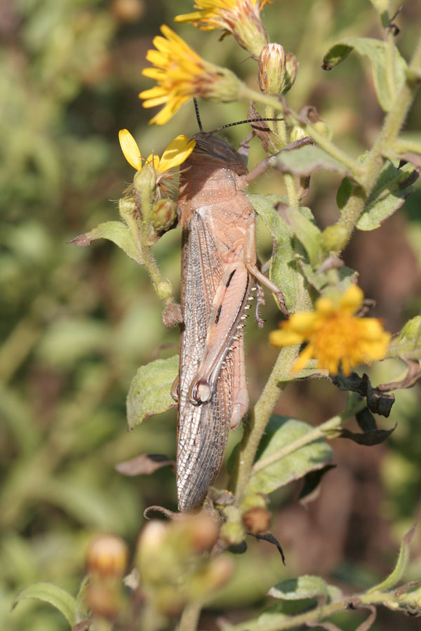 Cavalletta - Anacridium aegyptium